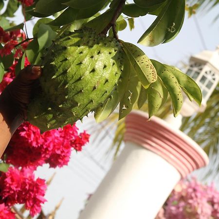 Sweetsop Jamaica Villa And Tours Бухта Монтего Экстерьер фото